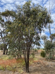 Acacia longifolia