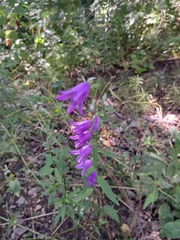 Campanula rapunculoides
