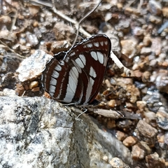 Neptis mahendra