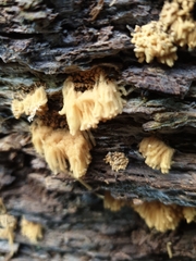 Arcyria obvelata