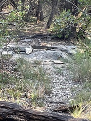 Baeolophus atricristatus