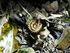 Helicorthomorpha holstii