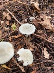 Clitocybe odora