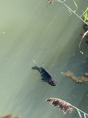 Cyprinus carpio