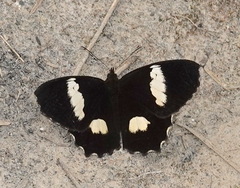 Pedaliodes phaedra