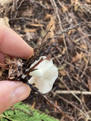 Clitocybe odora