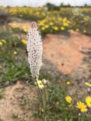 Bulbinella cauda-felis