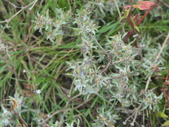 Gnaphalium uliginosum