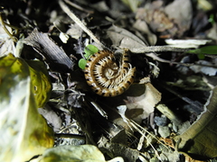 Helicorthomorpha holstii