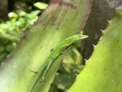Anolis maynardii
