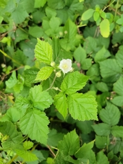 Rubus caesius