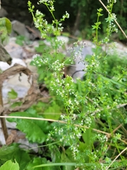 Galium