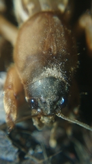 Gryllotalpa orientalis