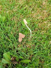 Conocybe apala