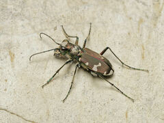 Cicindela sylvicola