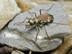 Cicindela sylvicola