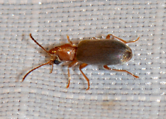 Notoxus murinipennis