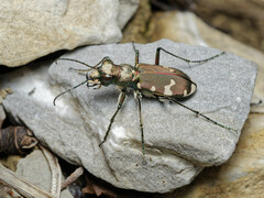 Cicindela sylvicola
