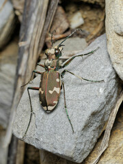 Cicindela sylvicola