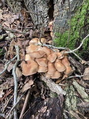 Desarmillaria tabescens