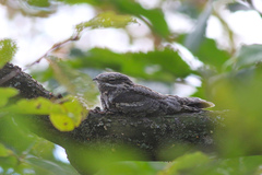 Caprimulgus europaeus