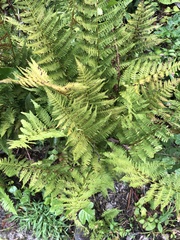 Athyrium angustum