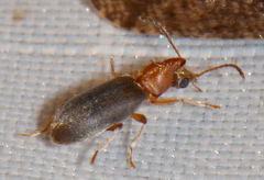 Notoxus murinipennis