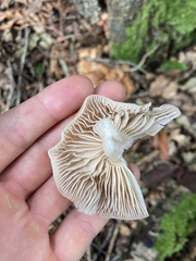 Desarmillaria tabescens