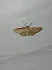 Idaea humiliata