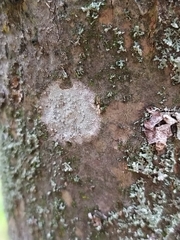 Lecanora carpinea