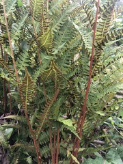 Athyrium angustum