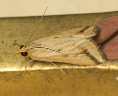 Achyra massalis