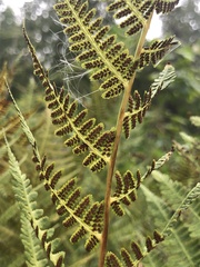 Athyrium angustum
