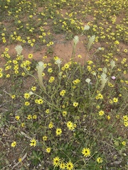 Ptilotus polystachyus