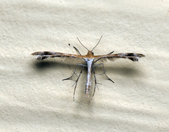 Oxyptilini