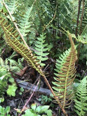Athyrium angustum