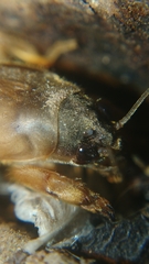 Gryllotalpa orientalis