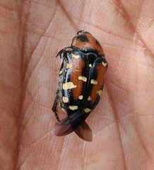 Gametis versicolor