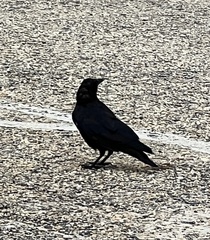 Corvus ossifragus