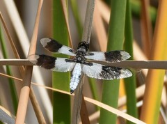 Plathemis subornata
