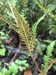 Athyrium angustum