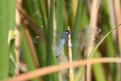 Libellula comanche