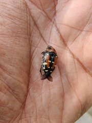 Gametis versicolor