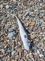 Lagocephalus sceleratus