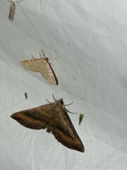 Scotopteryx chenopodiata