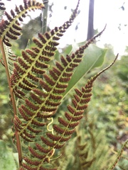 Athyrium angustum