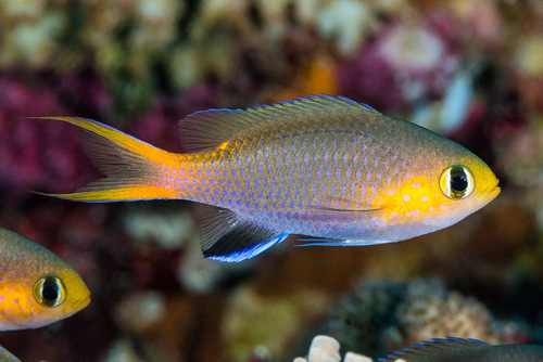 Midget Chromis (Pycnochromis acares) · iNaturalist