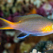 Pycnochromis acares - Photo (c) François Libert,  זכויות יוצרים חלקיות (CC BY-NC), הועלה על ידי François Libert