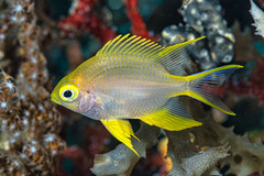 Amblyglyphidodon aureus