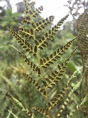 Athyrium angustum